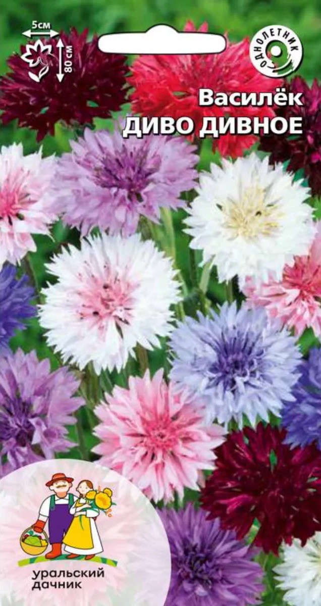 Василек Диво дивное (УД) 0,2 гр. цв.п
Василек Диво дивное (УД) 0,2 гр. цв.п
