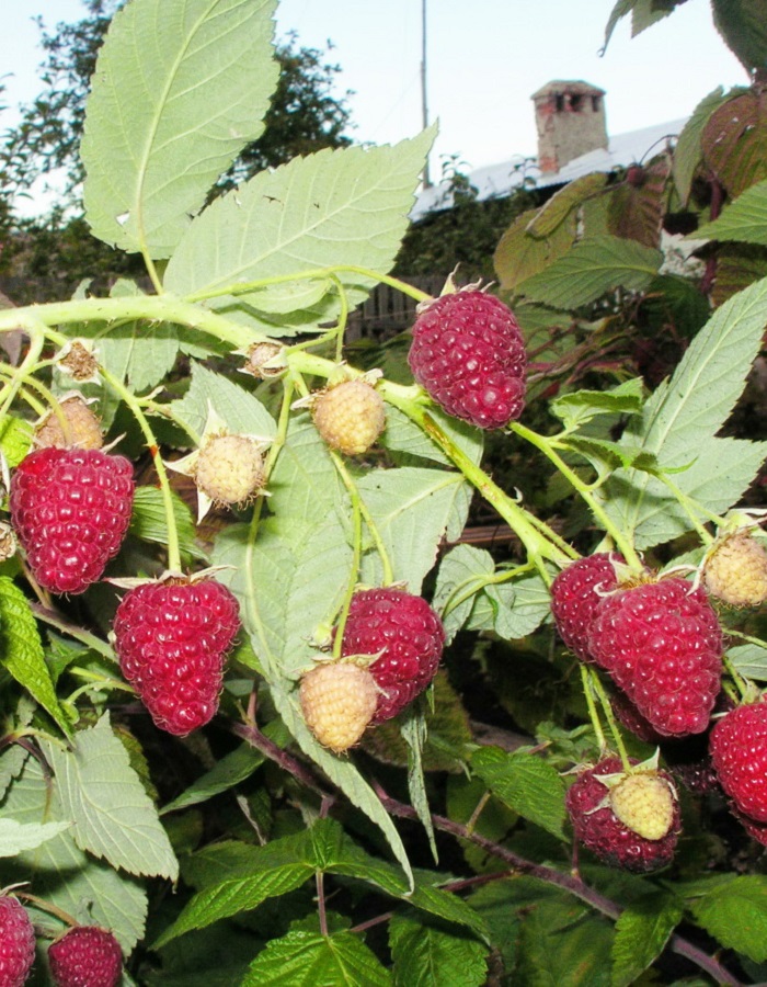 Малина Изобильная
Малина Изобильная