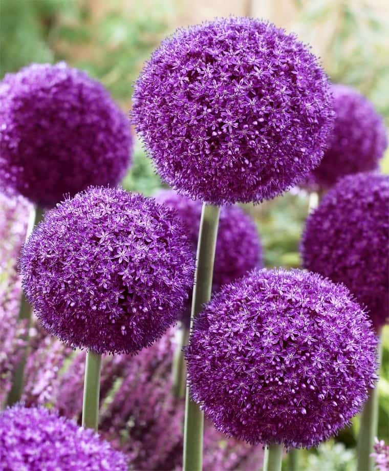 Лук гигантский Титан (Allium giganteum Regel) 1 уп. ( 1шт.)
Лук гигантский Титан (Allium giganteum Regel) 1 уп. ( 1шт.)