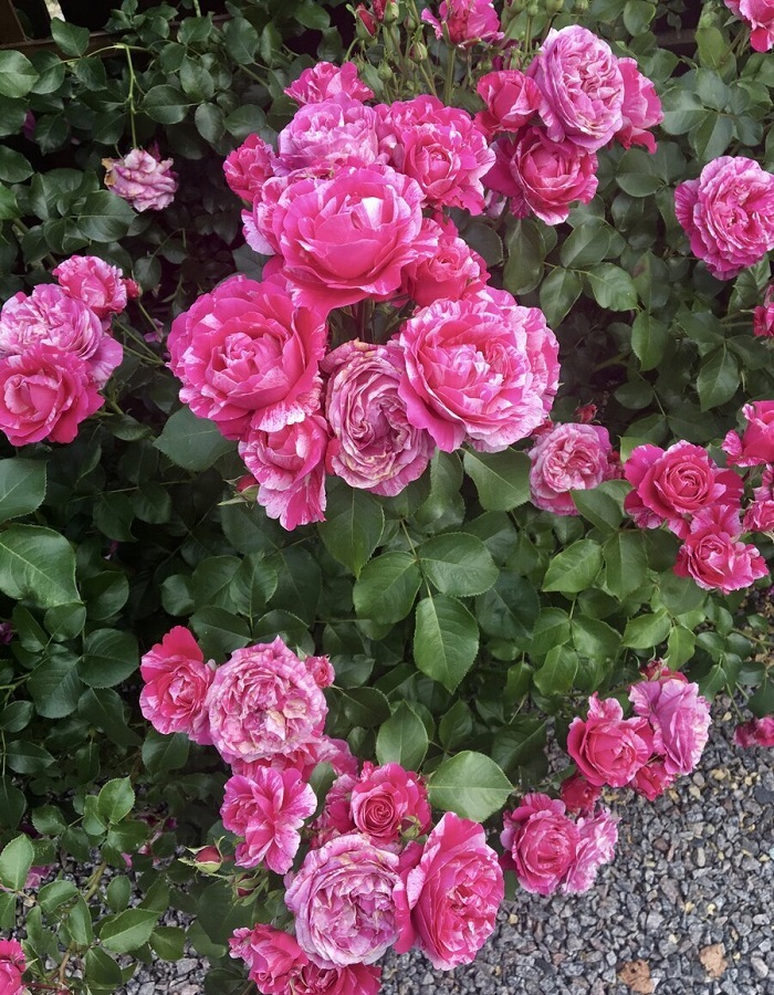 Роза плетистая Инес Састр
Роза плетистая Инес Састр