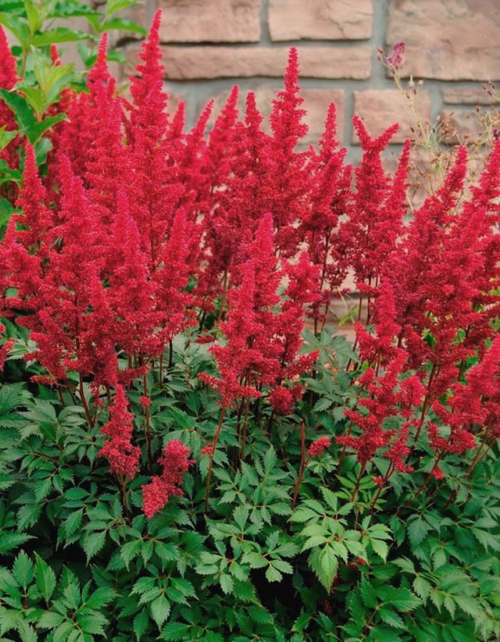 Астильба Арендса Фанал
Астильба Арендса Фанал