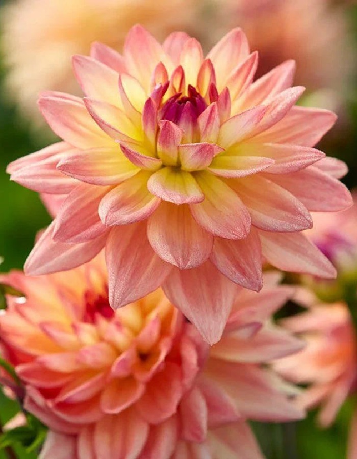 Георгина Мелоди Дора 1 шт
Георгина Мелоди Дора 1 шт