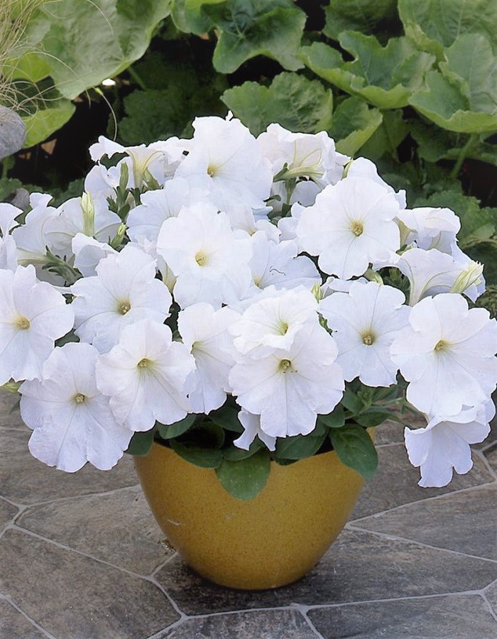 Петуния ампельная Трилоджи F1 Белая (Takii Seed) 5 др
Петуния ампельная Трилоджи F1 Белая (Takii Seed) 5 др