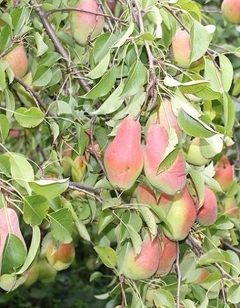 Груша Яковлевская
Груша Яковлевская