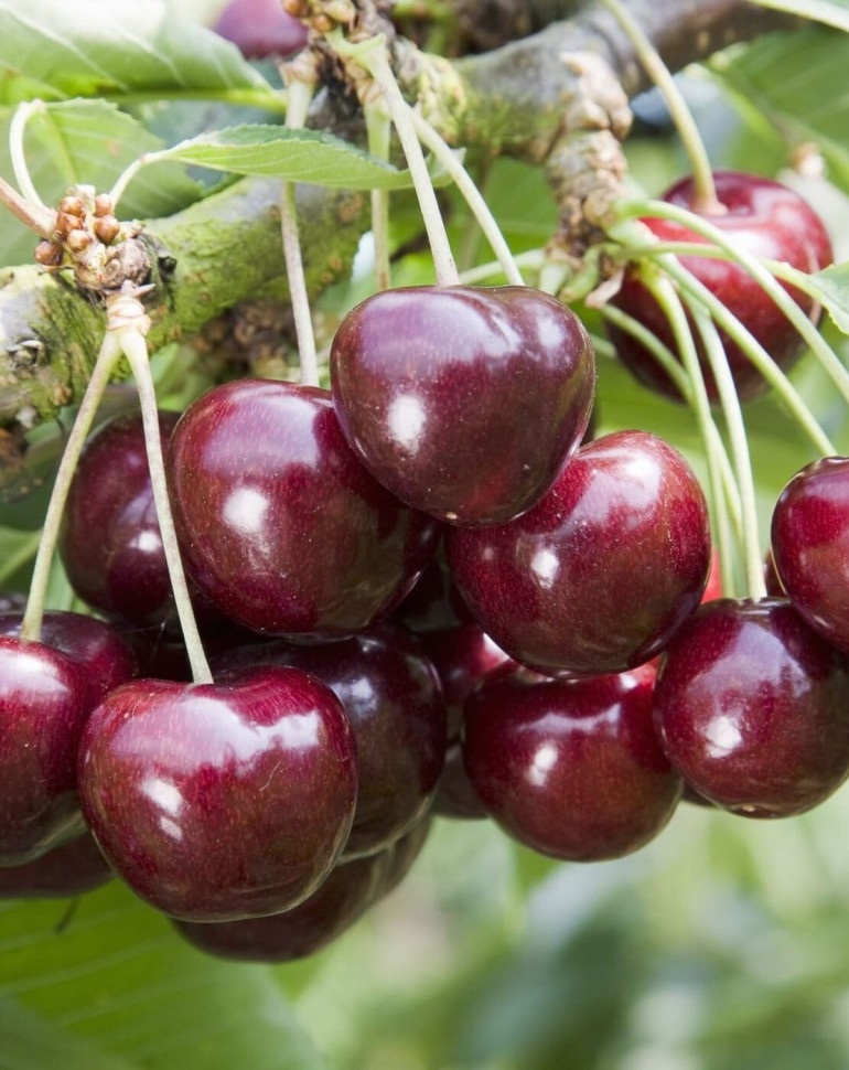 Черешня Родина
Черешня Родина