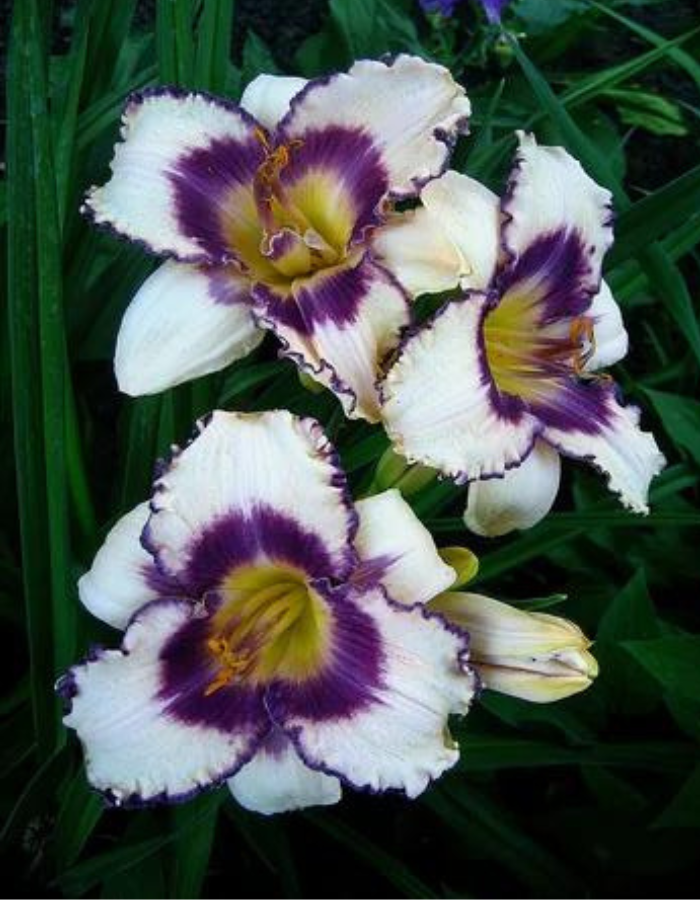 Лилейник Блуберри Сандей
Лилейник Блуберри Сандей