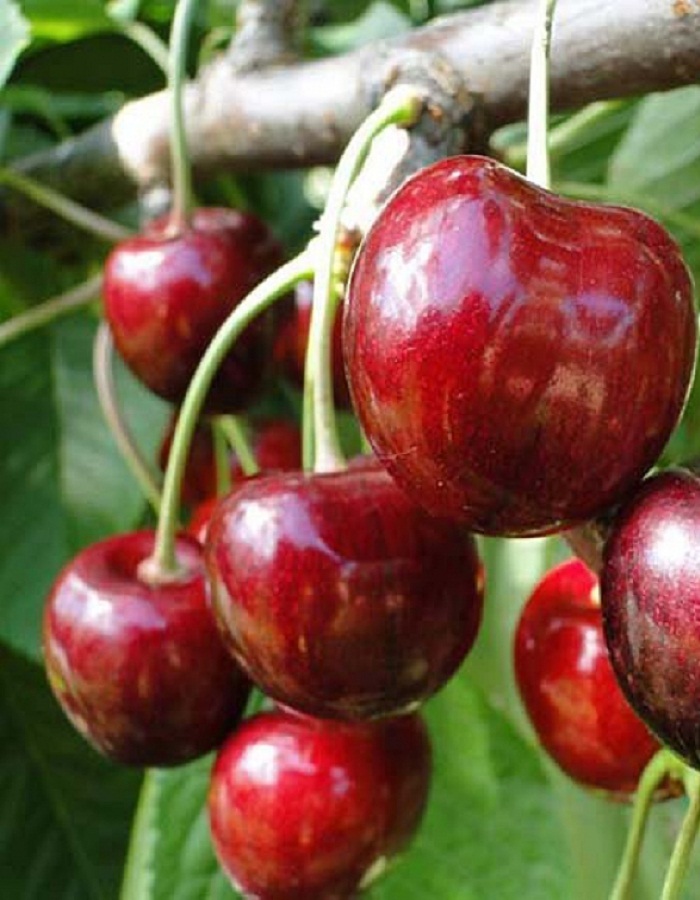 Черешня Сильвия (колоновидная)
Черешня Сильвия (колоновидная)