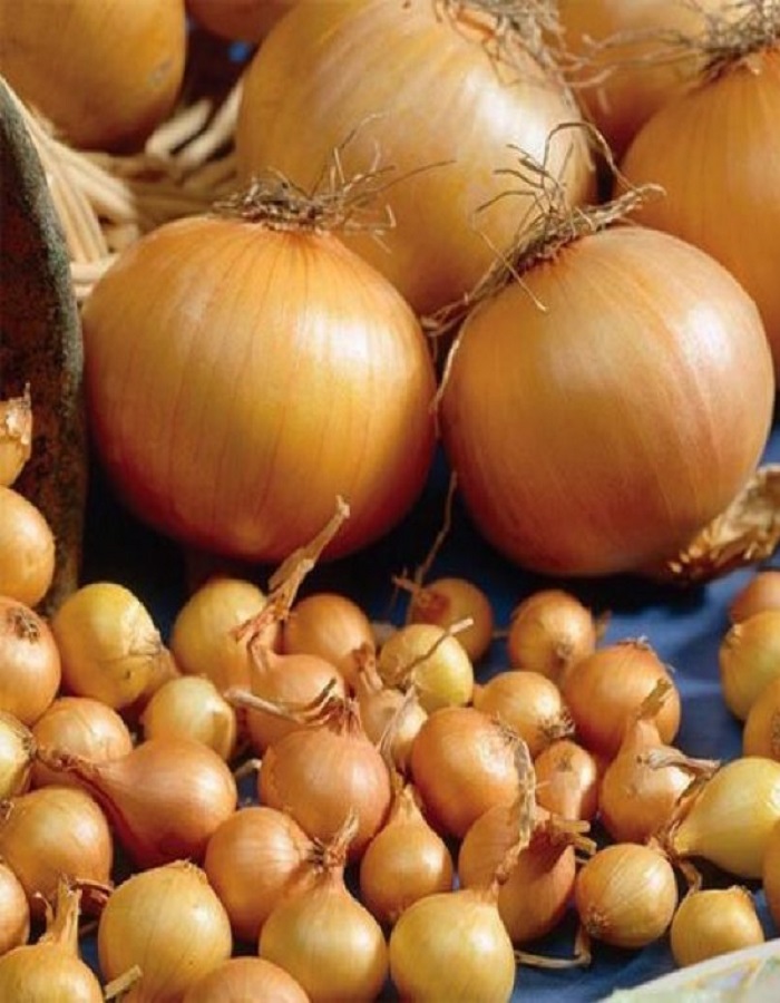 Лук репчатый Одинцовец 1 гр б.п.
Лук репчатый Одинцовец 1 гр б.п.