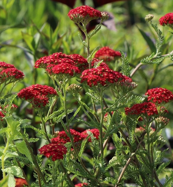 Тысячелистник Кавалер ASF 1 шт Р9