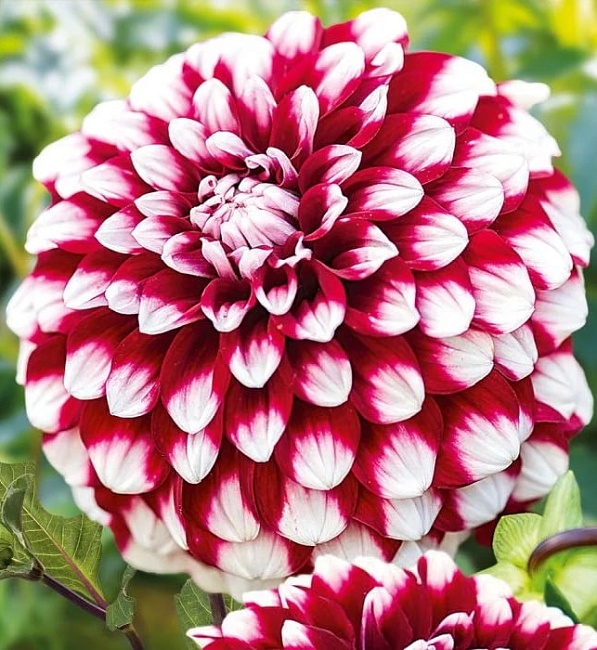 Георгина Чекерс 1 шт 