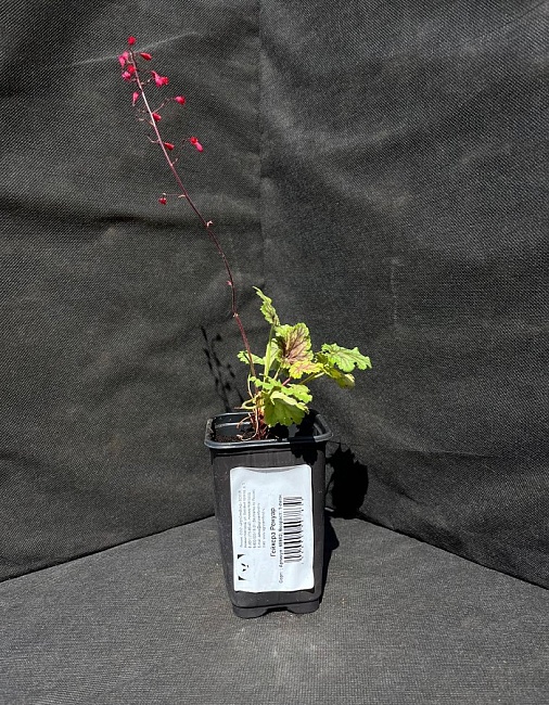 Гейхера Ренуар 1 шт Р9