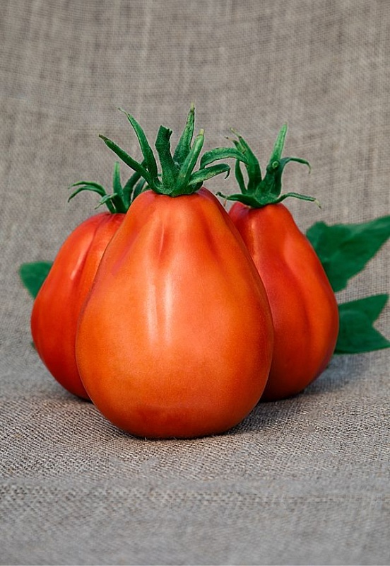 Томат Шеф (Селекция "ВХ") 0,05 гр цв.п