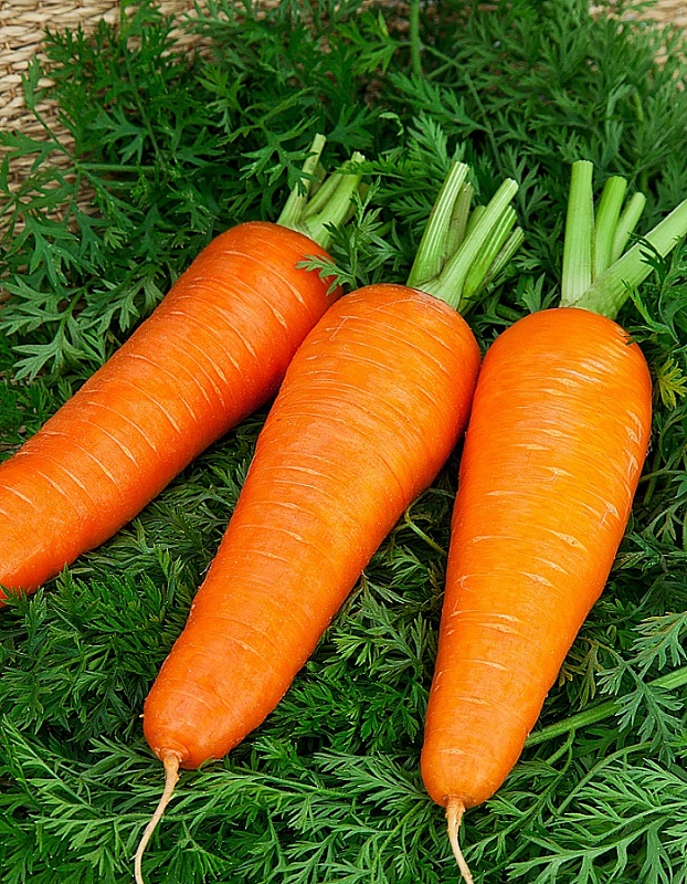 Морковь Шантенэ 2461 2 гр б.п.