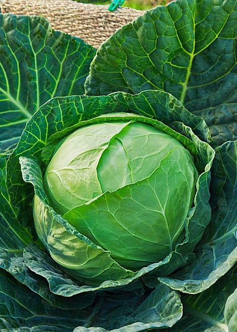 Капуста белокочанная Мегатон F1 10 шт цв.п.