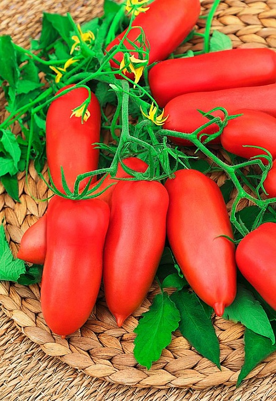 Томат Перцевидный малиновый 0,05 гр цв.п (Сибирская серия)