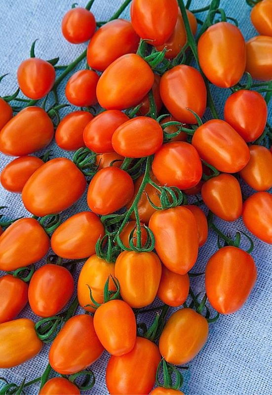 Томат Янтарная гроздь F1 (Селекция "ВХ") 0,03 гр цв.п