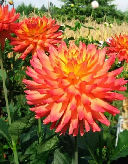 Георгина Фелида Солар Флейр 1шт 