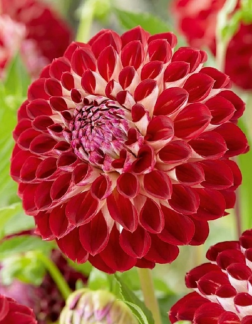 Георгина Джоуи Джошуа 1шт 