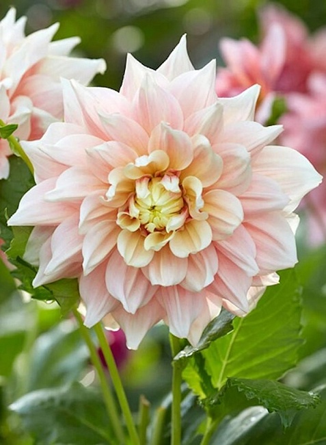 Георгина Брейк Аут 1 шт 