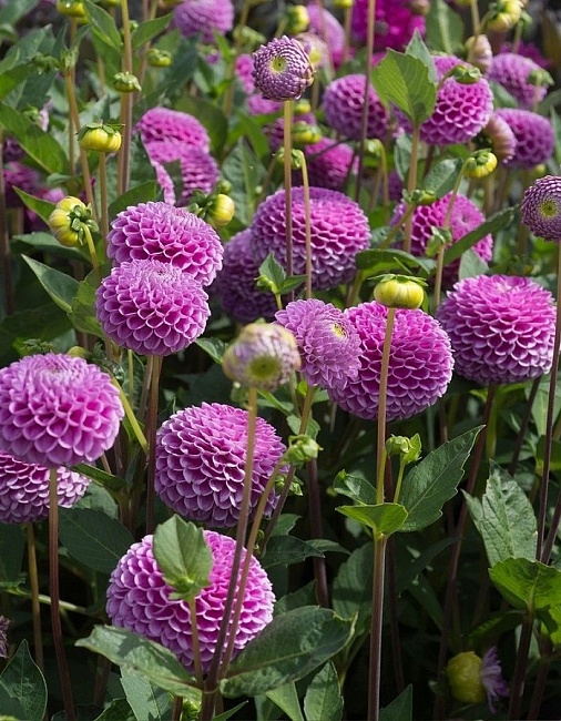 Георгина Франц Кафка 1шт 