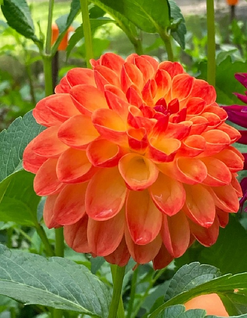 Георгина Джовей Шанталь 1шт 