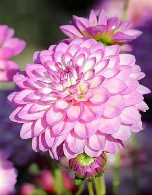 Георгина Мелоди Дикси 1 шт 