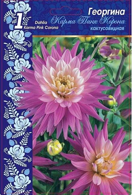 Георгина Карма Перпл Корона 1шт 