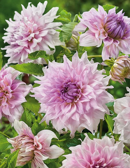 Георгина Шило Ноэль 1шт 