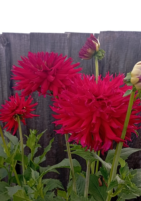 Георгина Пурпл Джем 1шт