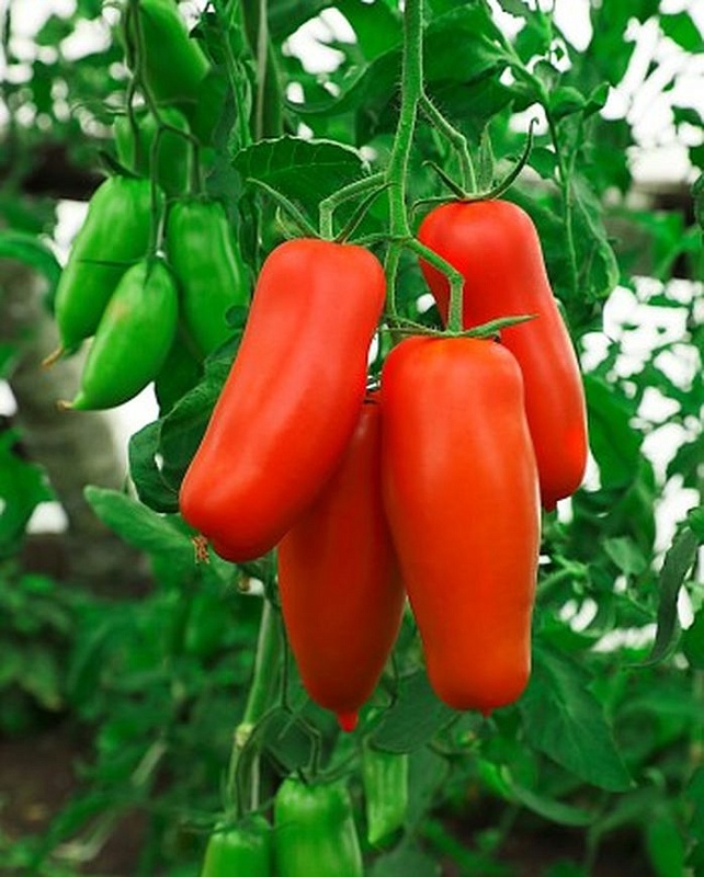 Томат Перцевидный малиновый 0,05 гр цв.п (Сибирская серия)