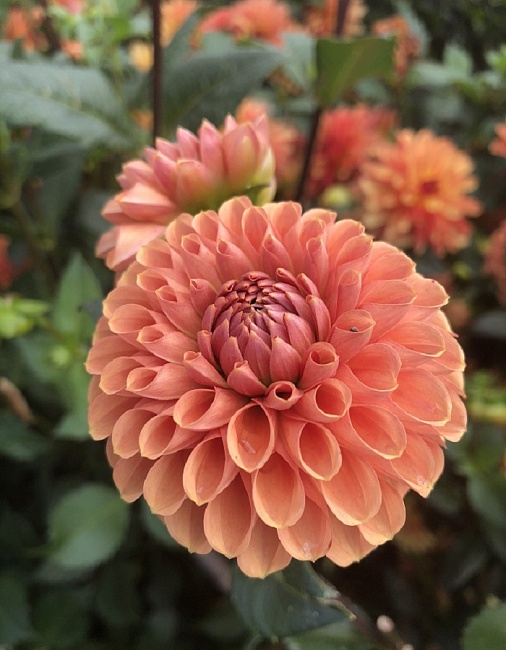 Георгина Корнел Бронз 1шт 