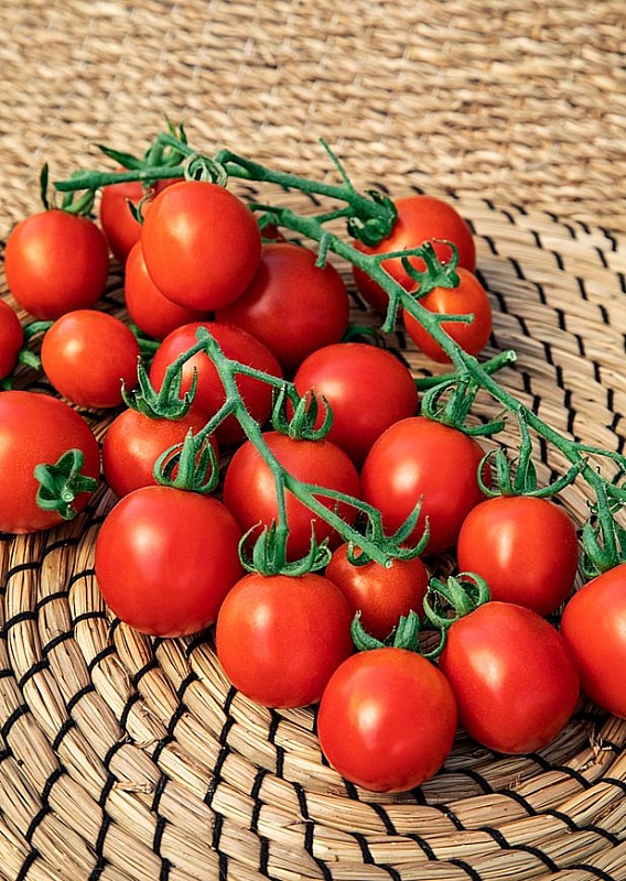 Томат Шалун 0,05 гр цв.п (Сибирская серия)