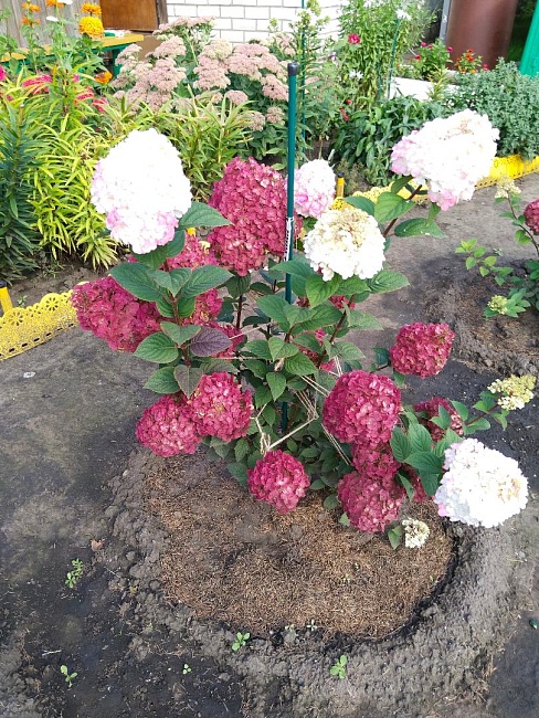 Гортензия метельчатая Самарская Лидия 1 шт Р9