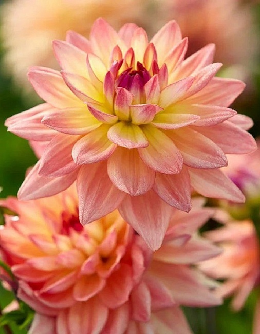 Георгина Мелоди Дора 1 шт 