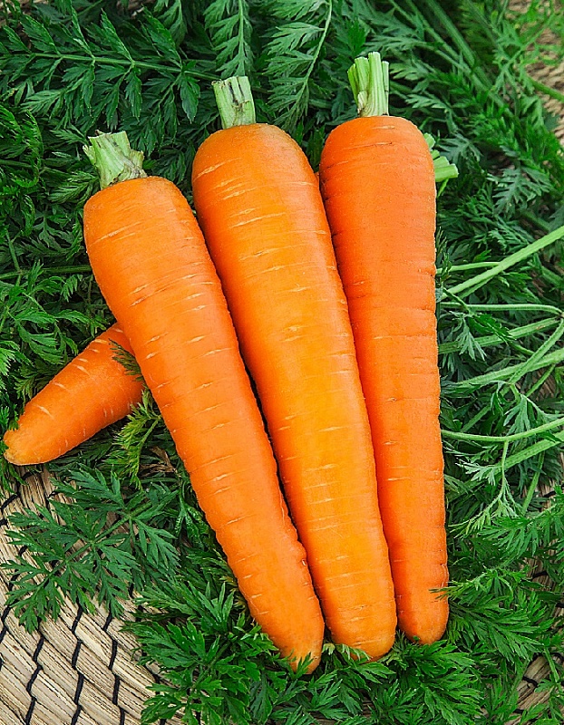 Морковь Роте Ризен 2 гр б.п.