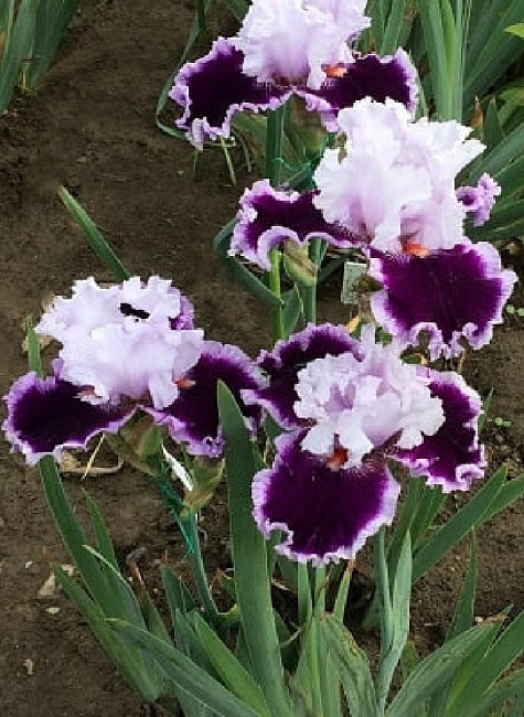 Ирис Даринг Дисепшн 1 шт.