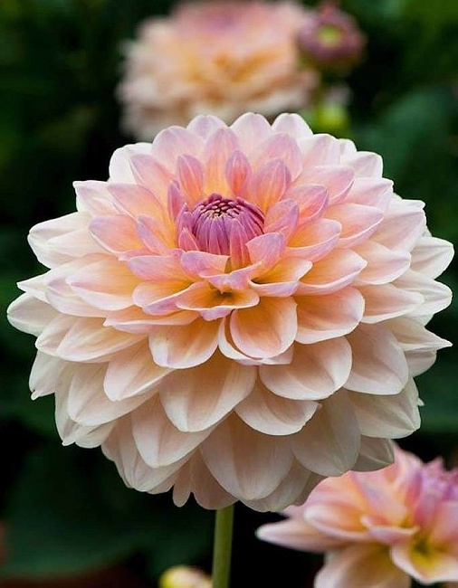 Георгина Майя 1шт 