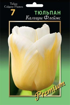 Тюльпан Калгари Флеймс 1 уп. (6 шт.)