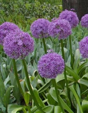 Лук гигантский Титан (Allium giganteum Regel) 1 уп. ( 1шт.) 