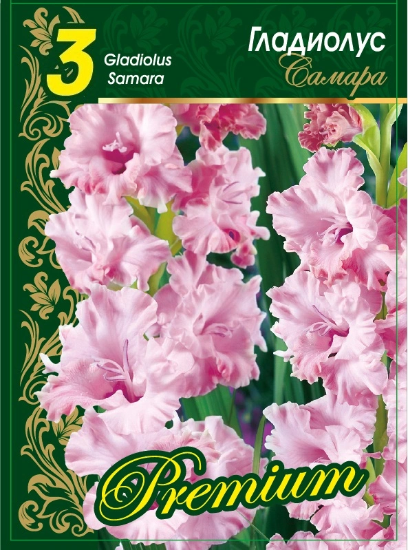 Гладиолус Самара 1 уп. (3 шт.)