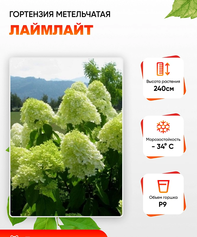 Гортензия метельчатая Лаймлайт 1 шт Р9