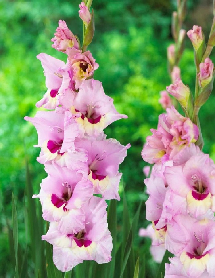 Гладиолус Замора 369₽