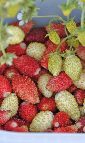 Земляника альпийская Клубника со сливками (УД) 0,05 гр цв. п.