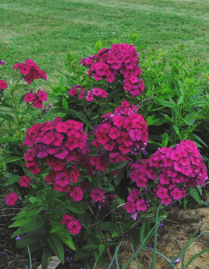 

Флокс Эсмеральда