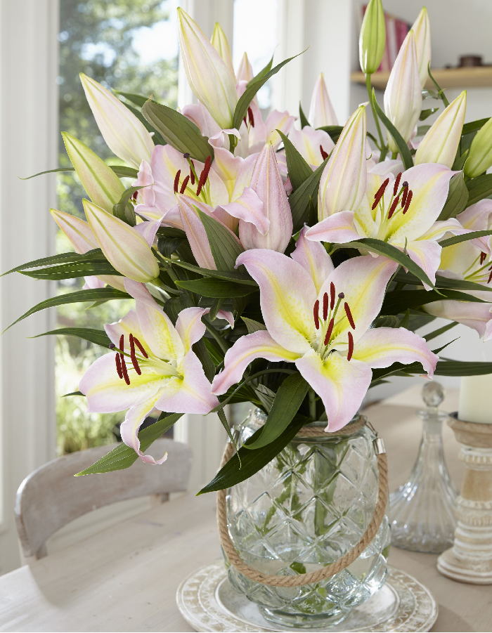 

Лилия Фокус Покус