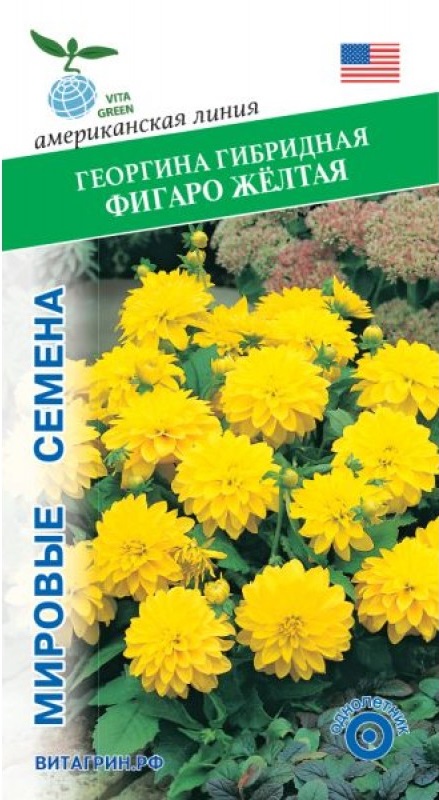 Георгина Фигаро гибридная желтая (PanAmerican Seed) 10 шт.