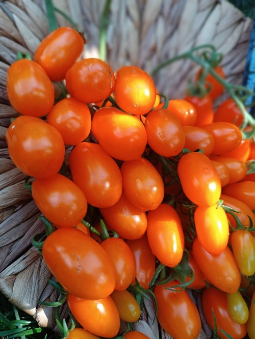 Томат Само совершенство-финик-черри F1 (УД) 5 шт цв.п