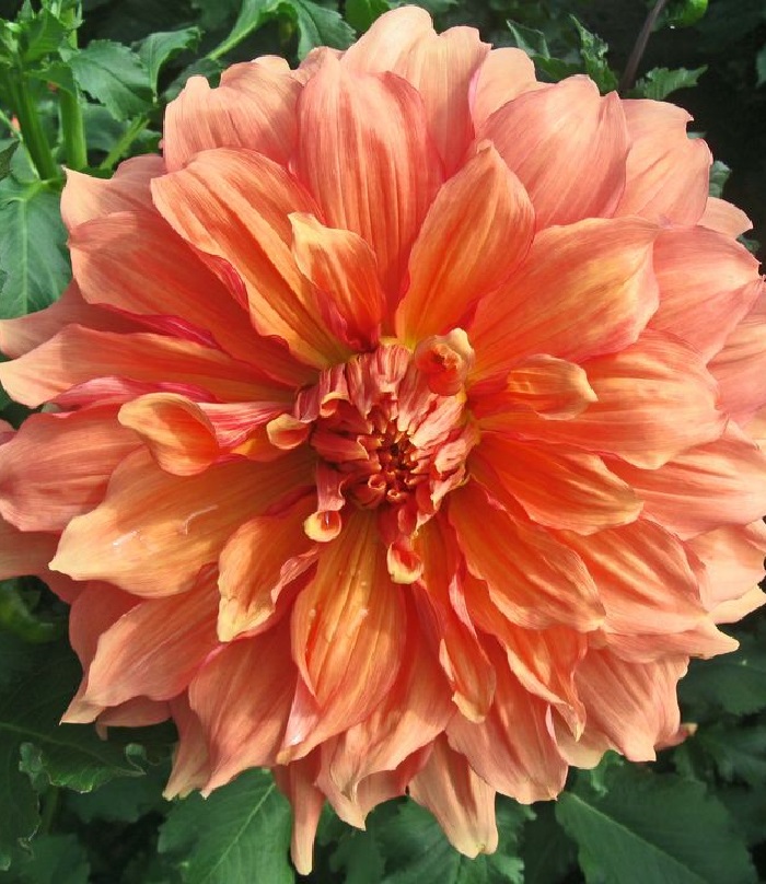 

Георгина Манго Мэднесс 1 шт