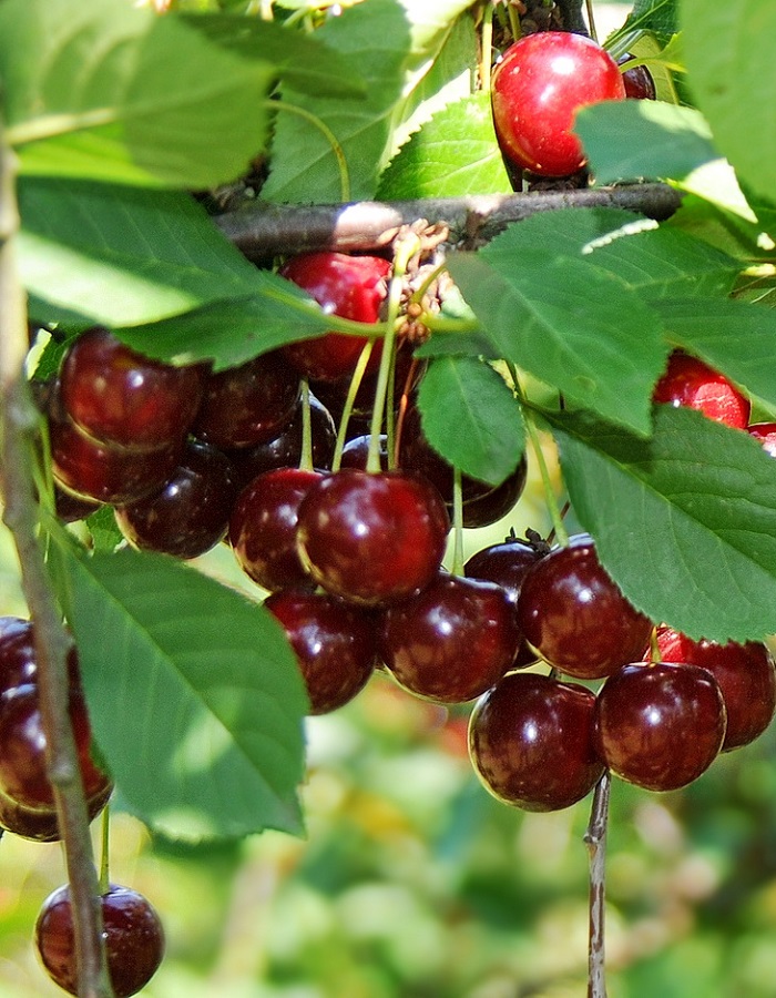 

Вишня Болотовская