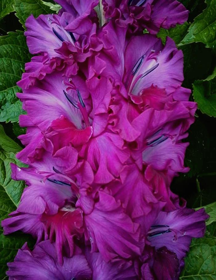 

Гладиолус Сумеречный Час